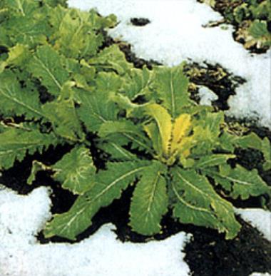Billede af plante